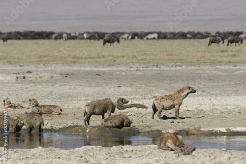 Hyena Kenya Africa savannah wild animal mammal