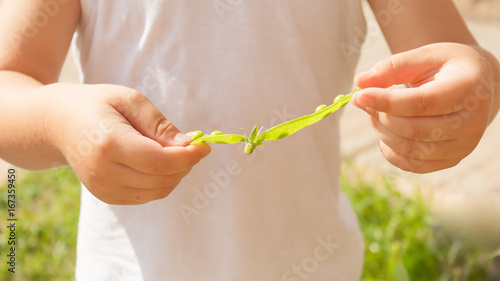 Child hands holding open a freshly picked pea pod photo