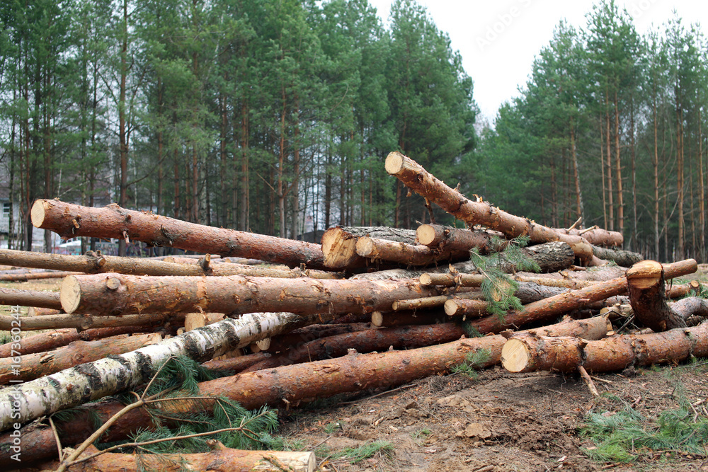 Environment, nature and deforestation forest - felling of trees in wood Environment, nature and deforestation forest - felling of trees in wood