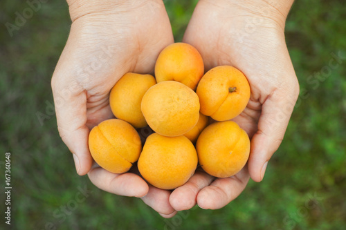 Woman holds fresh harvested apricots in her palms