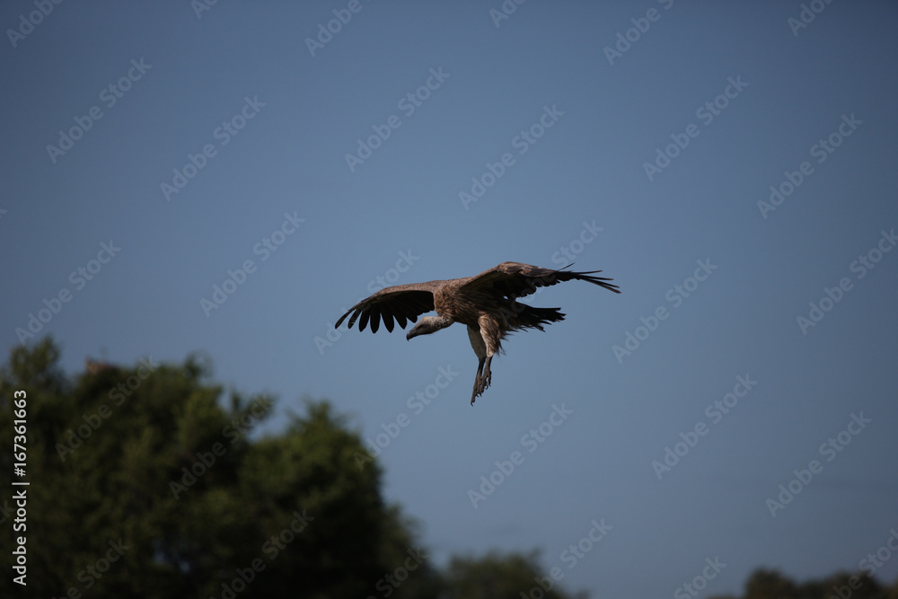 Obraz premium Wild Griffon Vulture Africa savannah Kenya dangerous bird