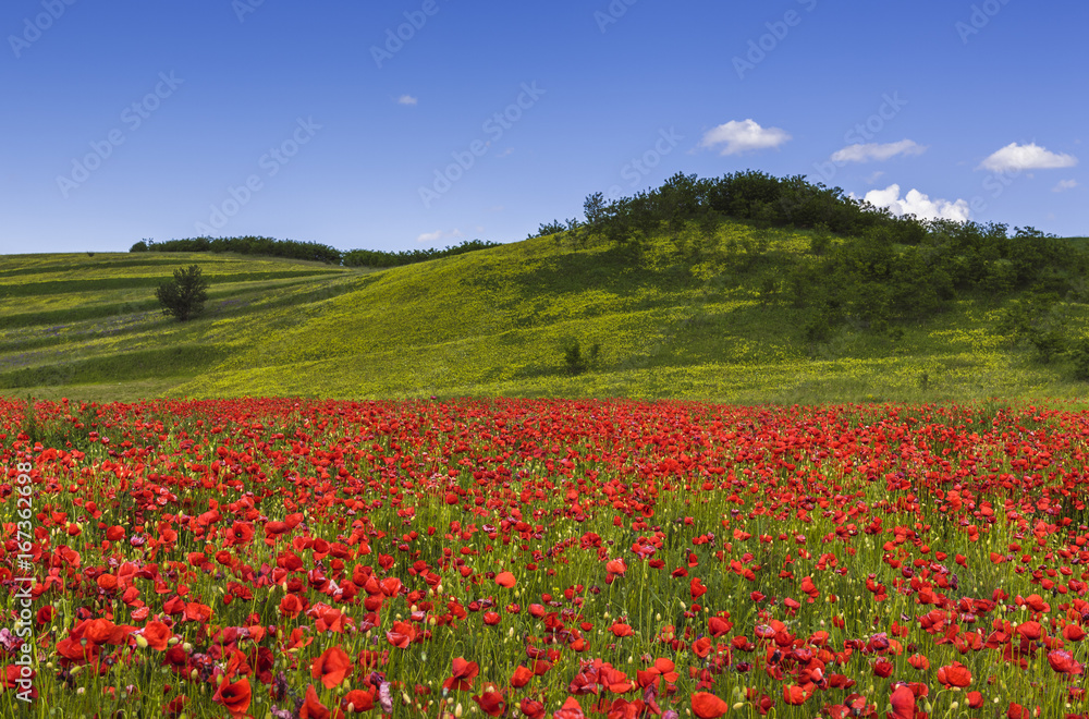 Wild poppy fields