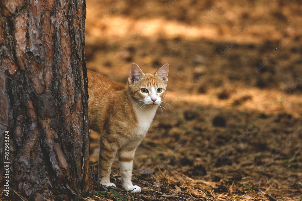 red cat in the forest