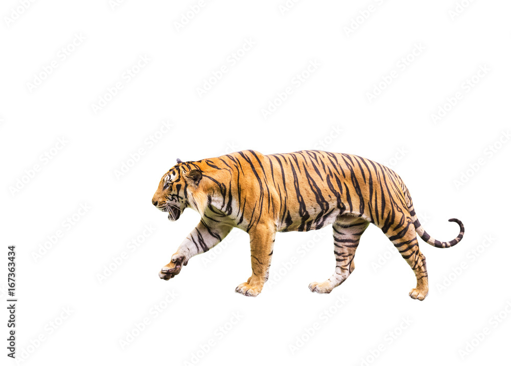 Fototapeta premium Bengal tiger walking isolated on white background