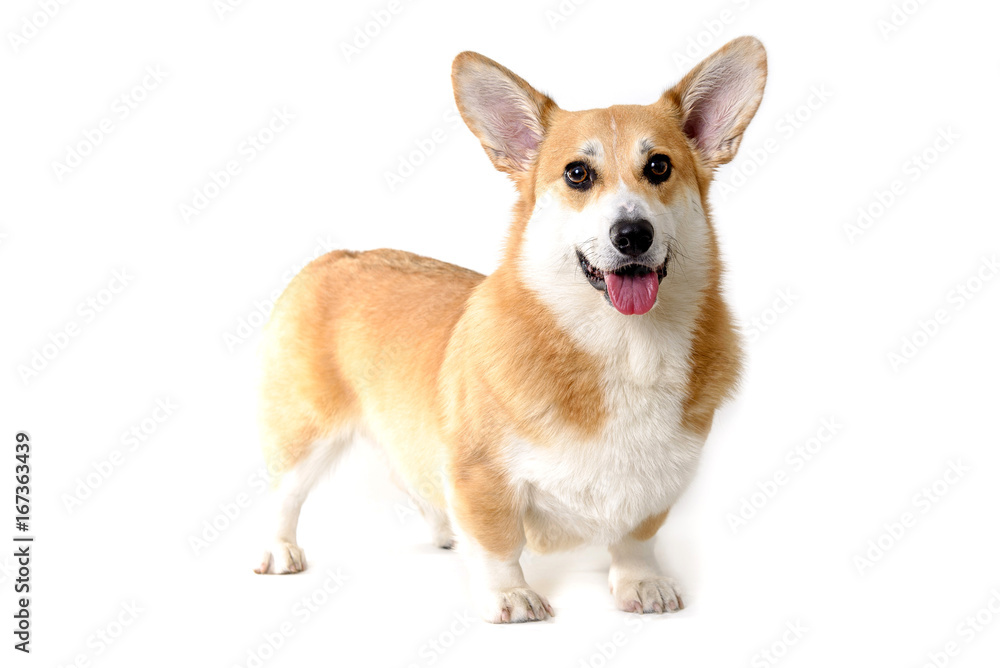 dog welsh corgi standing on white background dog welsh corgi standing on white background