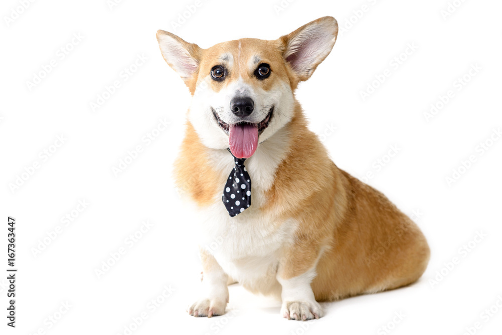 clever dog wearing tie on a white backgroung 