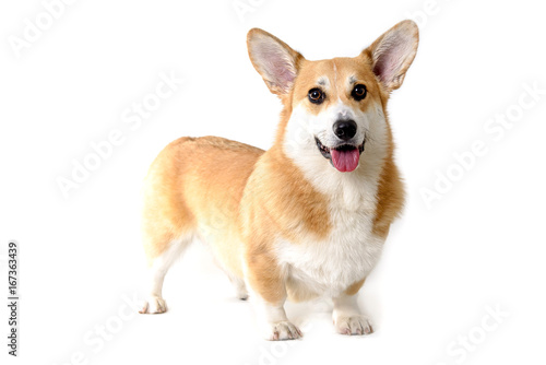 dog welsh corgi standing on white background