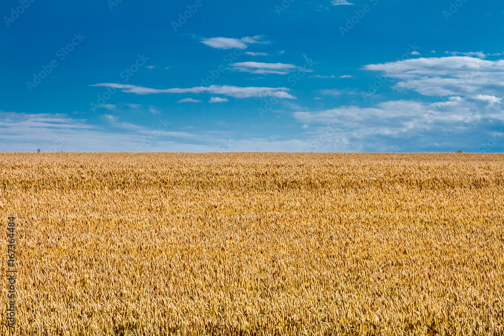 Summertime landscape - wheat field against the sky with clouds background