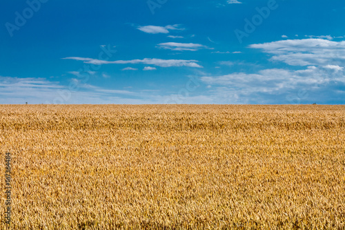 Summertime landscape - wheat field against the sky with clouds background