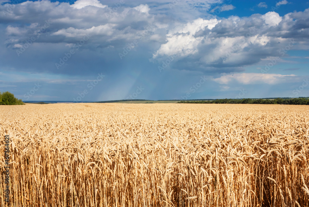 Summertime landscape - wheat field against the sky with clouds and a rainbow
