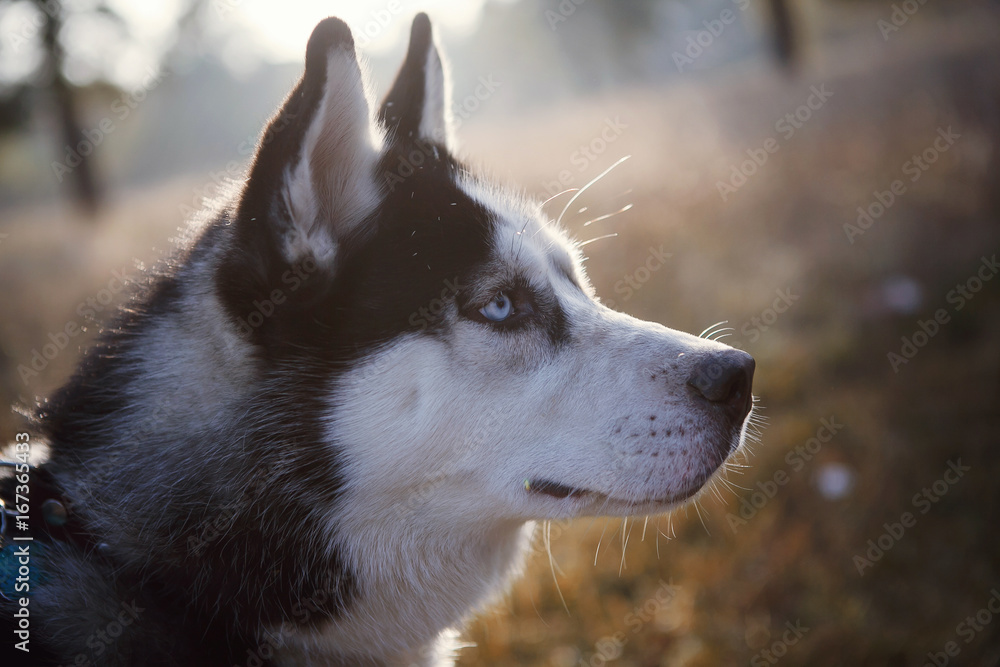Portrait of Siberian Husky outdoors in autumn Portrait of Siberian Husky outdoors in autumn