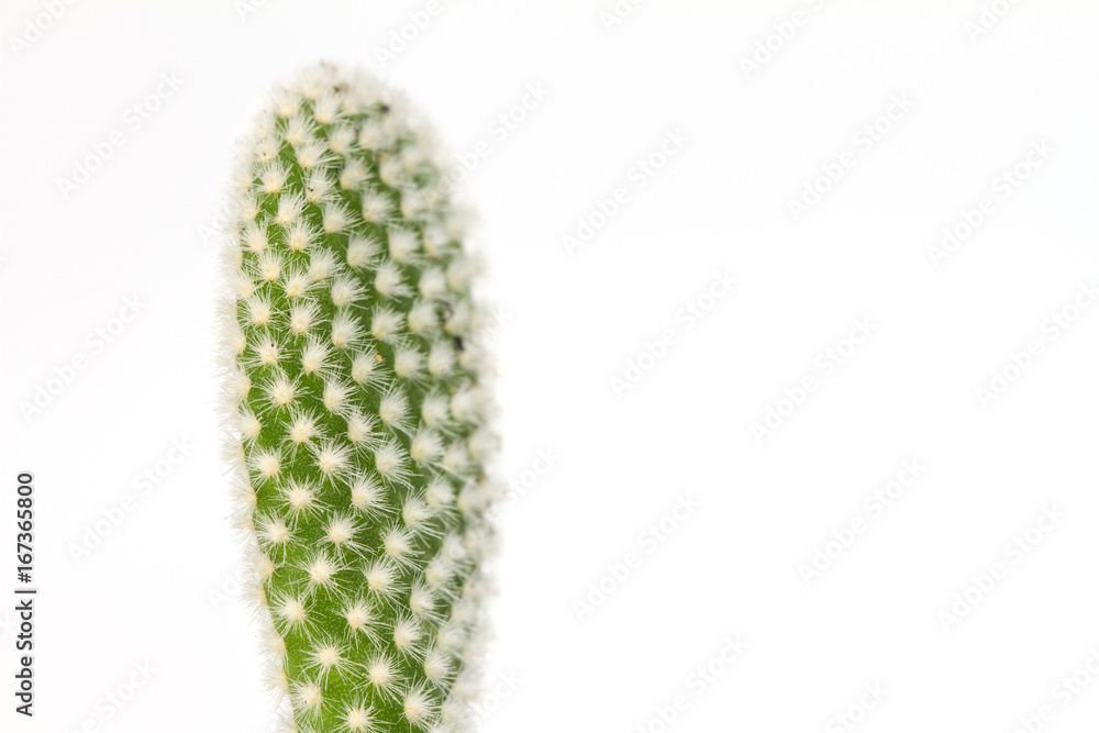 Fototapeta premium Close up cactus plants on white