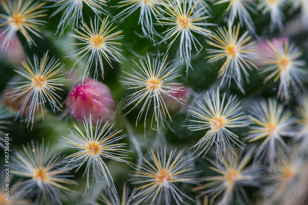 Close up cactus plants in garden Close up cactus plants in garden