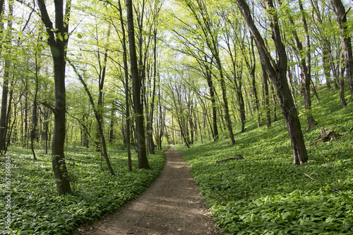 Nemosicka stran, hornbeam forest - interesting magic nature place full of wild bear garlic during the spring time