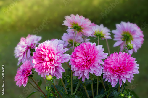 Pink dahlia .Holiday card.