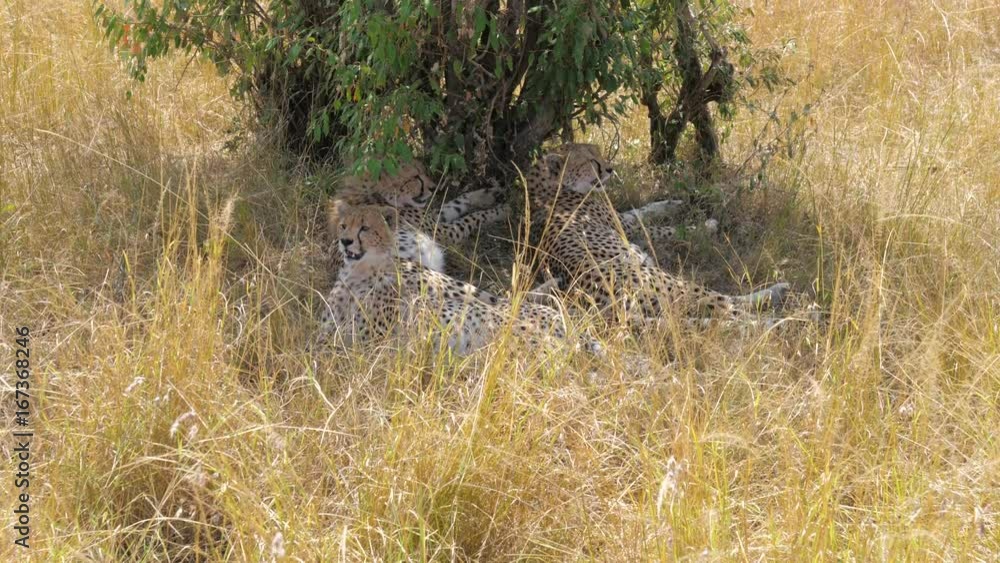 The family of cheetahs relaxes lying in the shade. The family of cheetahs relaxes lying in the shade.