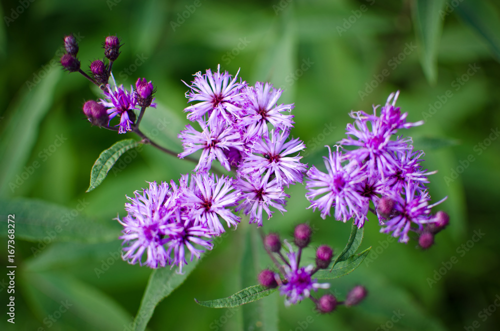 Purple Ironweed (Vernonia Fasciculata) Flowers on Green Background Purple Ironweed (Vernonia Fasciculata) Flowers on Green Background