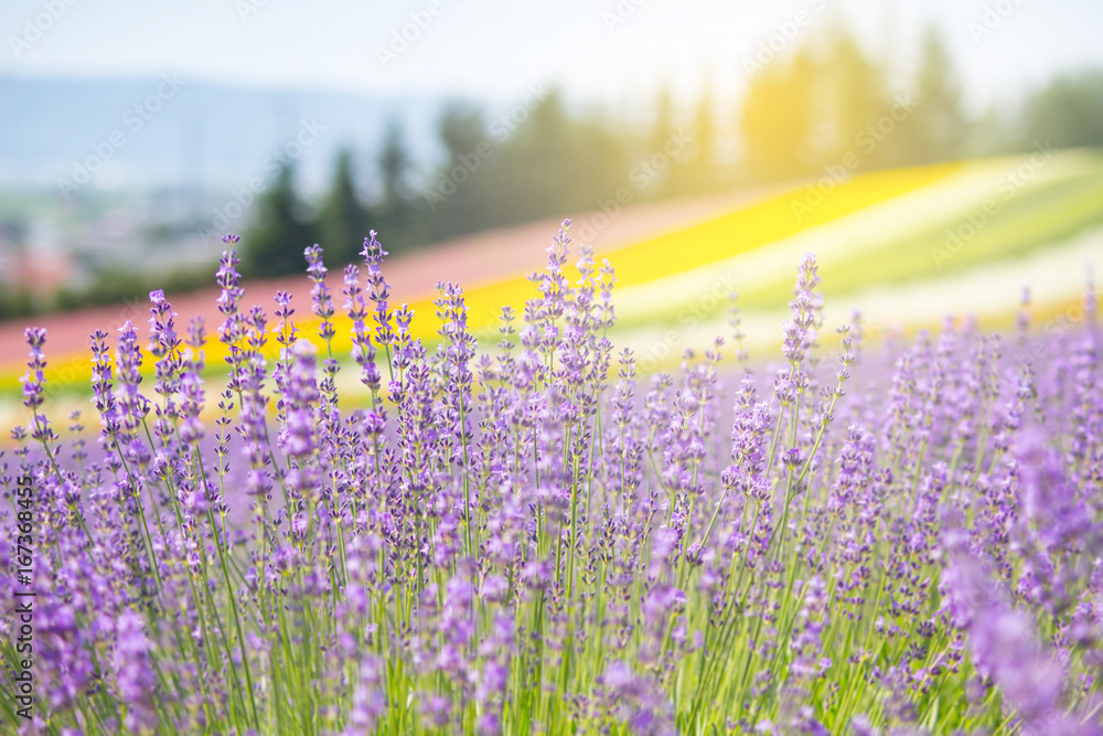 Fototapeta premium Lavender field in summer of Furano, Hpkkaido