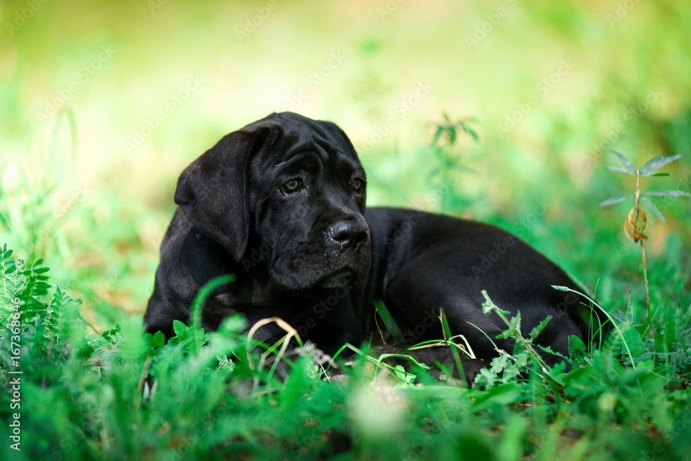 puppy puppy