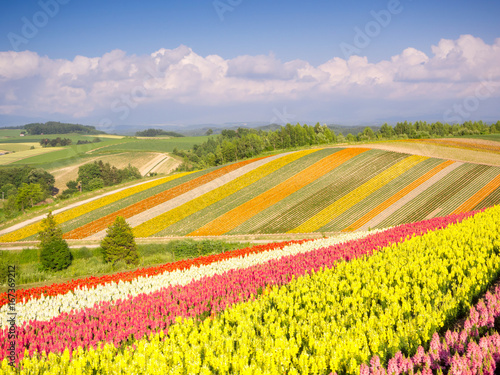 Colorful of flower bed on hill in summer at Biei, Hokkaido, Japan