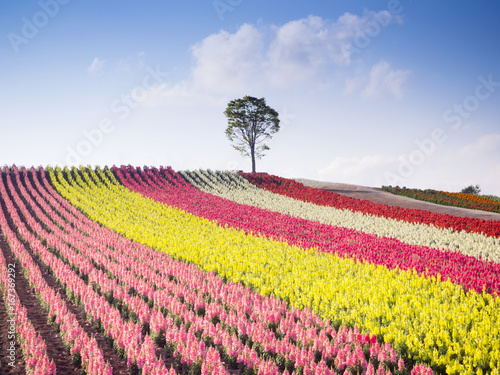 Colorful of flower bed on hill in summer at Biei, Hokkaido, Japan