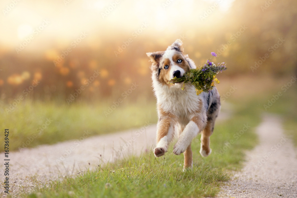 Hund, Australian Shepherd mit Blumenstrauss Hund, Australian Shepherd mit Blumenstrauss