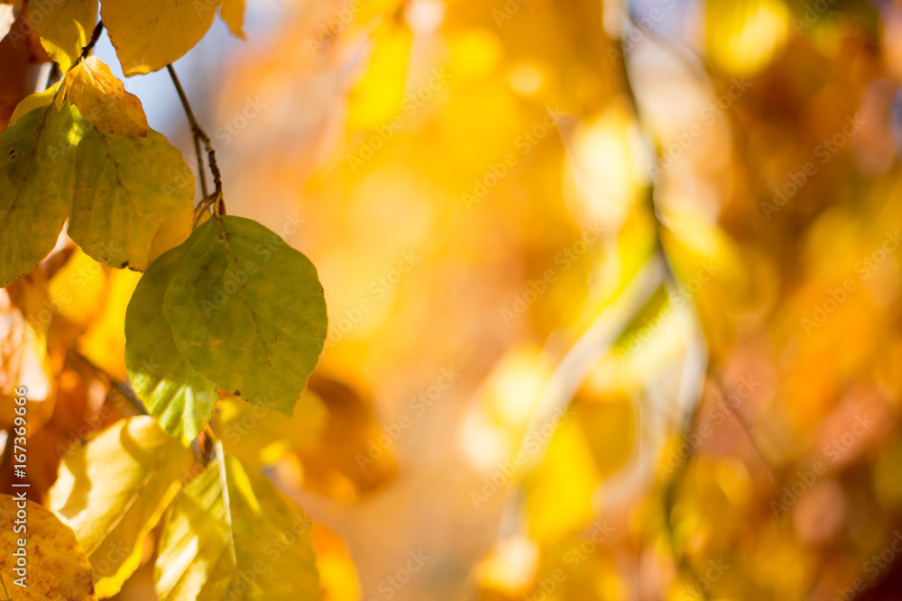 Obraz premium Autumn leaves background 