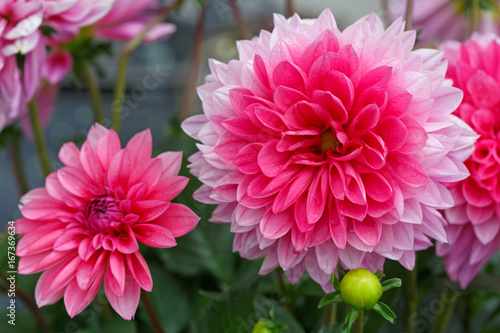 Fototapeta Naklejka Na Ścianę i Meble -  Macro shot of a pink dahlia.