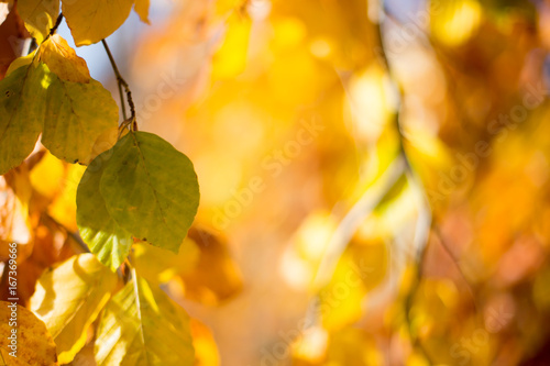 Autumn leaves background 