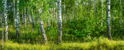 Fototapeta Naklejka Na Ścianę i Meble -  Birch grove on a sunny summer day landscape banner, huge panorama