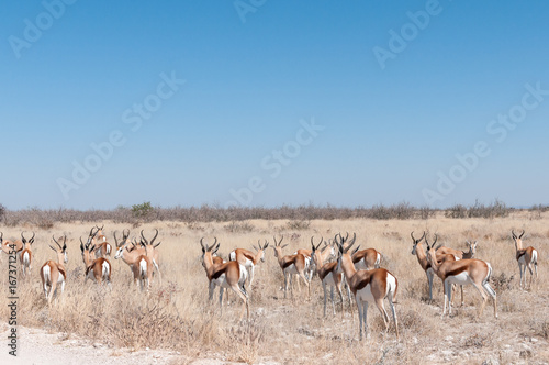 Herd of a springbok, Antidorcas marsupial