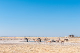 Oryx, Burchells zebras and springboks at a waterhole