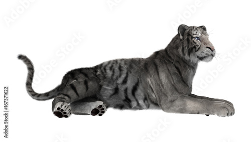 Fototapeta Naklejka Na Ścianę i Meble -  3D Rendering White Tiger on White