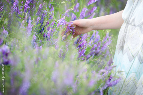 Photos Sommerwiese