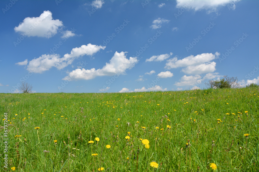 Spring meadow and blue sky