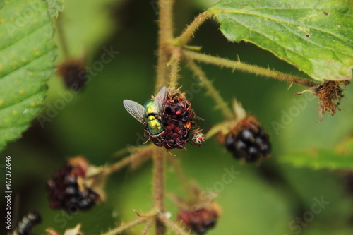 Grünmetallikfliege auf Brombeere