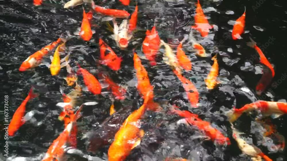 Many Fancy carp or Called Koi fish swimming in carp pond. High quality footage - original size 1920x1080 30p. Many Fancy carp or Called Koi fish swimming in carp pond. High quality footage - original size 1920x1080 30p.