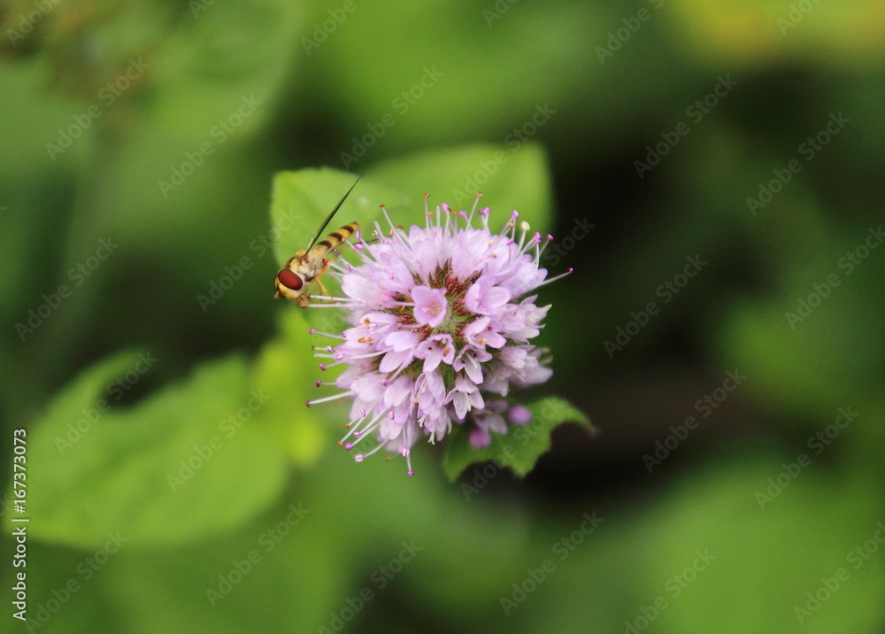 kleine Tigerfliege 2