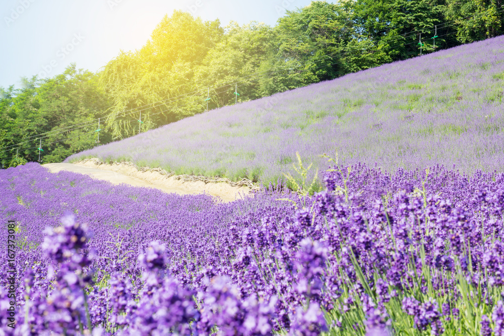 Lavender field with sun light in Hokkaido, Japan