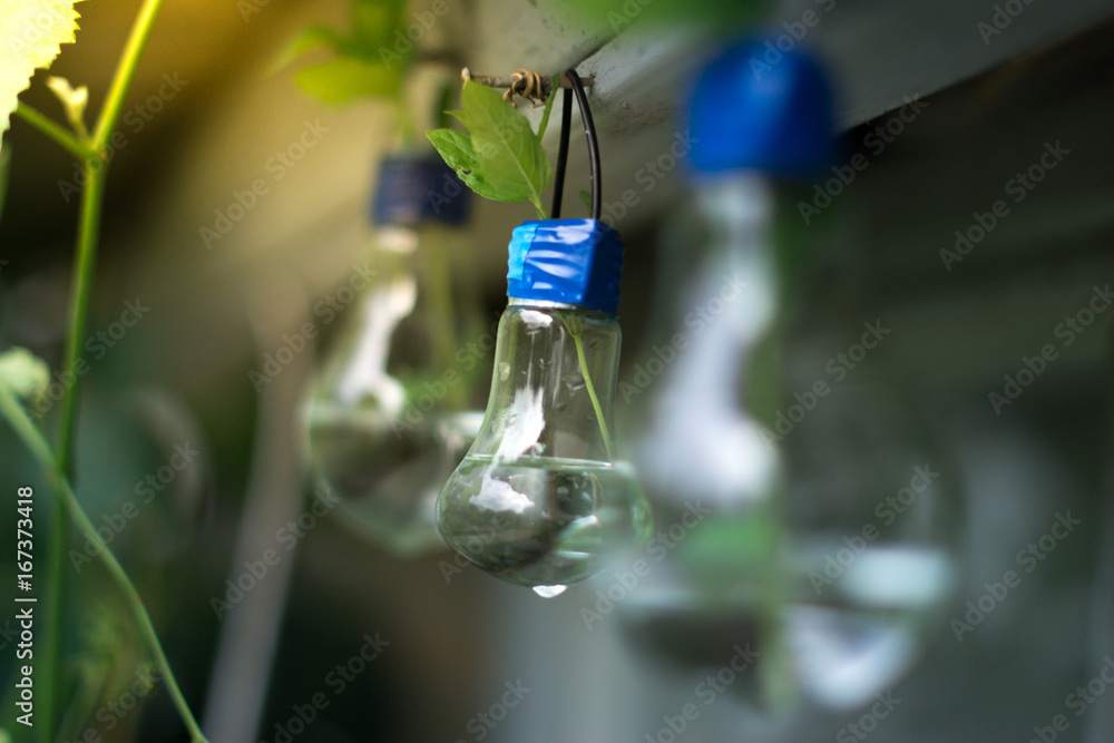 Decor of a glass bulb. Plants in a lamp with a blurred background. Decor of a glass bulb. Plants in a lamp with a blurred background.