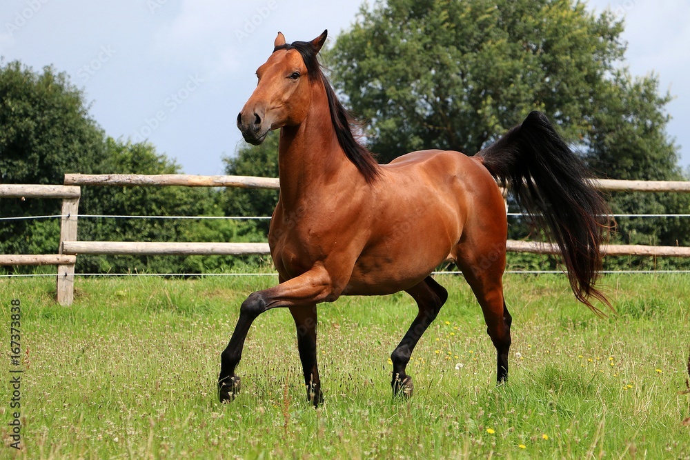 aktives braunes western Pferd auf einer Koppel aktives braunes western Pferd auf einer Koppel