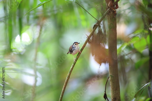 Striped Wren-Babbler (Kenopia striata) in Danum Valley, Sabah, Borneo, Malaysia 