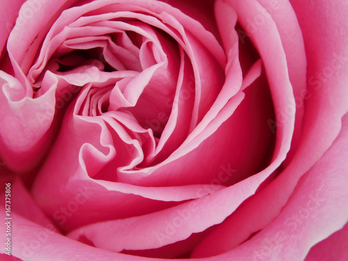 Close-up of a beautiful varietal pink rose