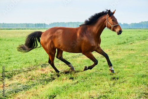 A brown horse runs across the field