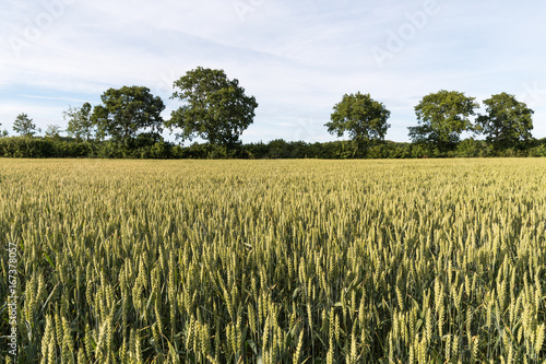 Farmers field with growing grain