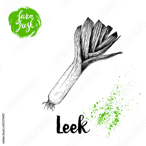 Hand drawn sketch style fresh leek. Vector illustration of organic farm fresh market vegetables.