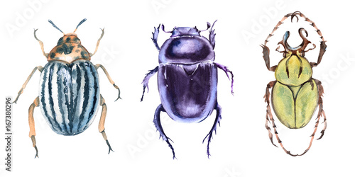 Beetle. Isolated on white background. 