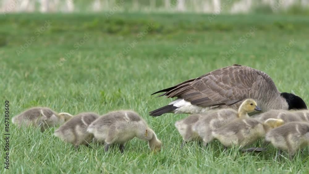 Mother Canada Goose with chicks walking and digging through the grass Mother Canada Goose with chicks walking and digging through the grass