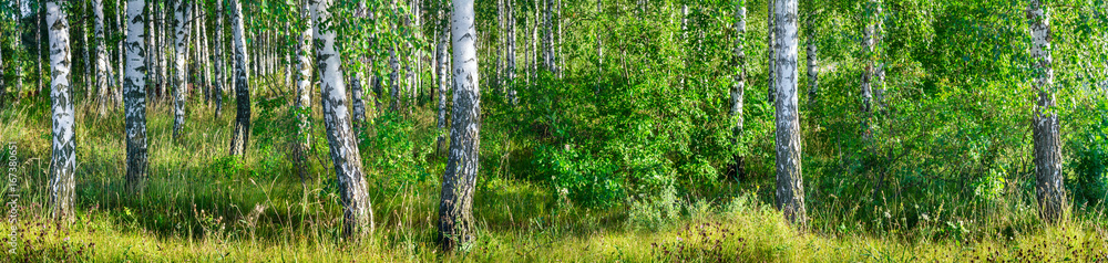Birch grove on a sunny summer day landscape banner, huge panorama Birch grove on a sunny summer day landscape banner, huge panorama