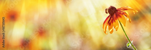 Coneflower, Bee, Summer Background